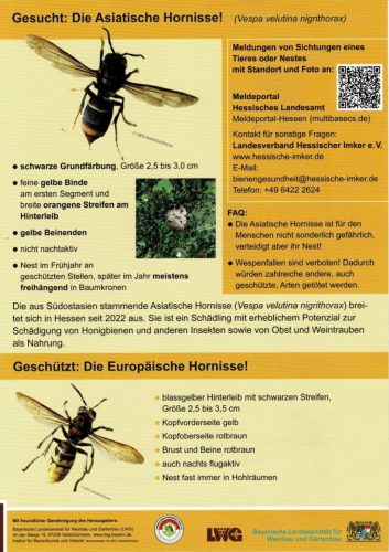 Gesucht-Die-Asiatische-Hornisse